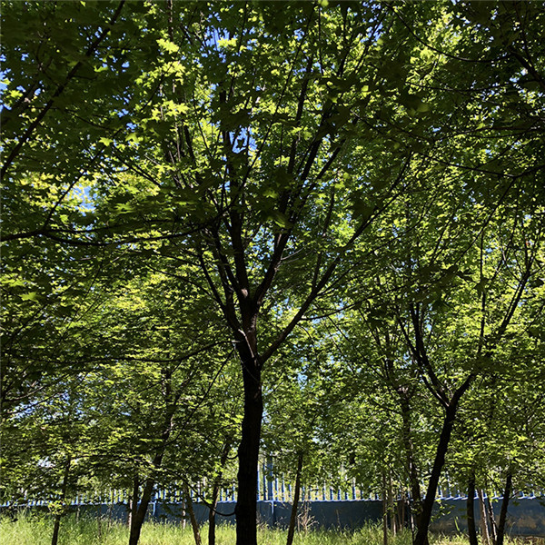 江蘇大型五角楓基地實(shí)拍圖