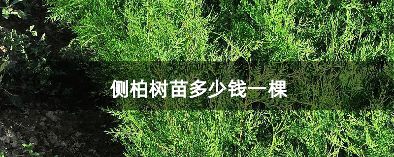側柏樹苗多少錢一棵
