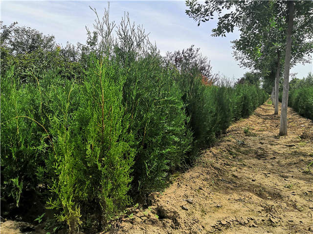 沭陽長景園林側(cè)柏種植基地實(shí)拍圖片