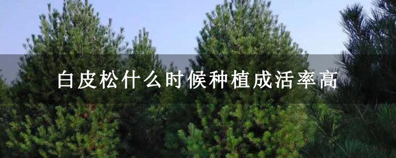 白皮松什么時(shí)候種植成活率高