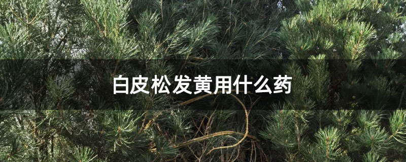 白皮松發(fā)黃用什么藥