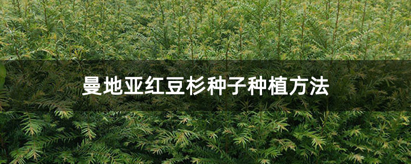 曼地亞紅豆杉種子種植方法