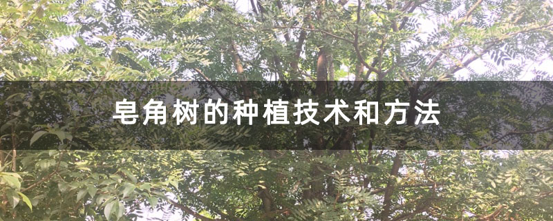 皂角樹(shù)的種植技術(shù)和方法