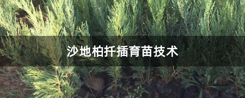 沙地柏扦插育苗技術
