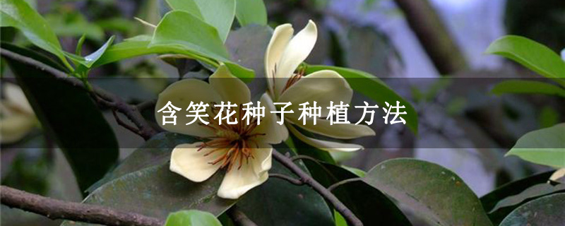 含笑花種子種植方法