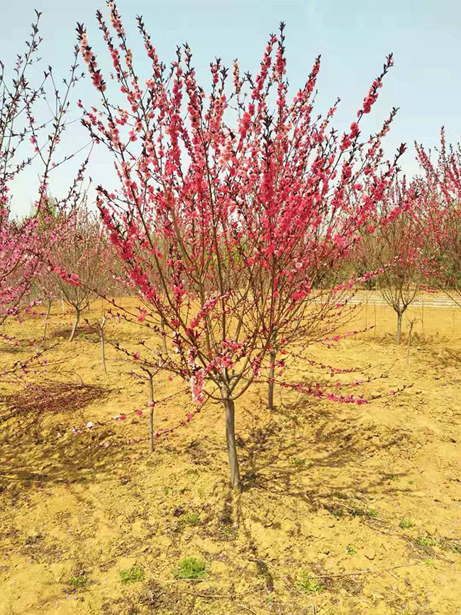 紅葉碧桃種子如何種植?紅葉碧桃種植經(jīng)驗