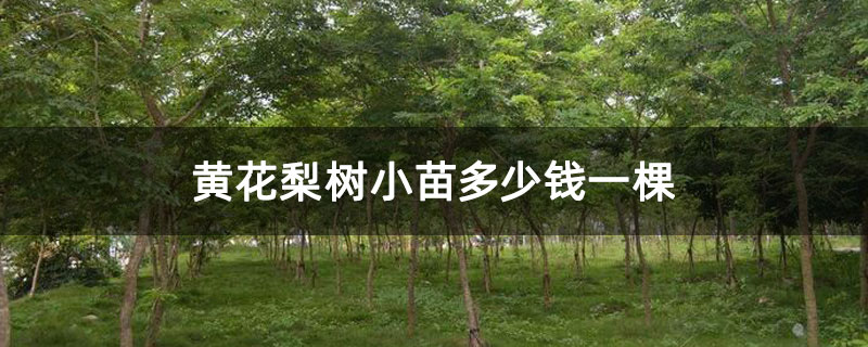 黃花梨樹(shù)小苗多少錢一棵