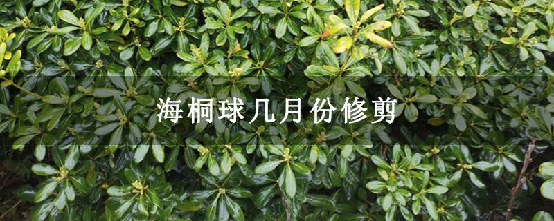 海桐球幾月份修剪