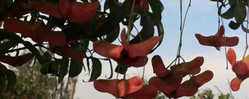 9公分金絲吊蝴蝶多少錢一棵