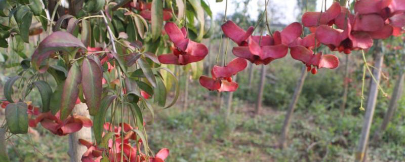 20公分金絲吊蝴蝶價格多少錢一棵