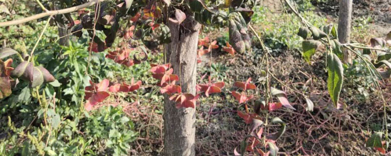 10公分金絲吊蝴蝶價(jià)格多少錢一棵