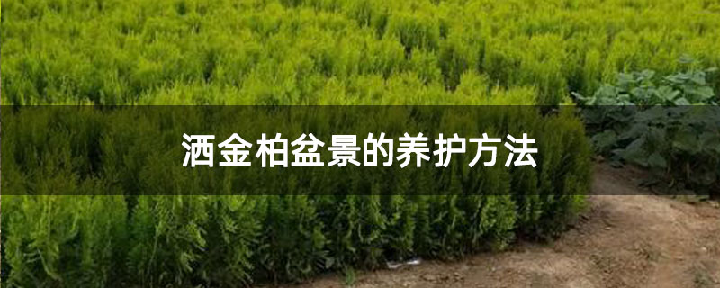 灑金柏盆景的養(yǎng)護方法