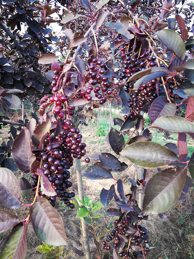 紫葉稠李種子幾月播種最好?紫葉稠李播種技術