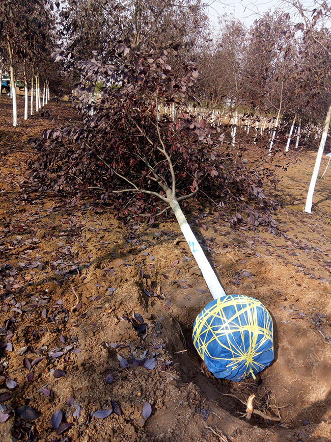 紫葉稠李花語(yǔ)是什么?紫葉稠李花語(yǔ)寓意和象征