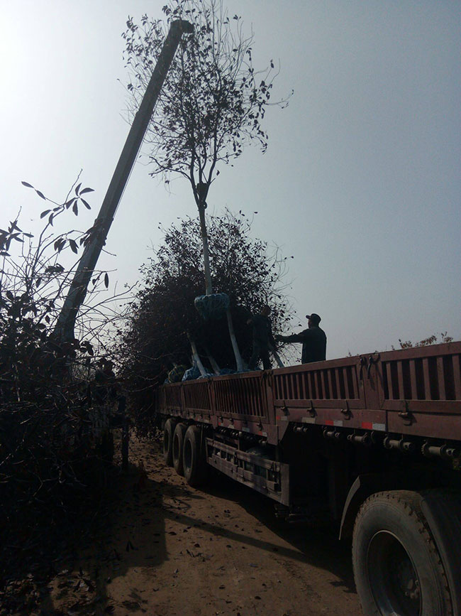 紫葉稠李花語(yǔ)是什么?紫葉稠李花語(yǔ)寓意和象征