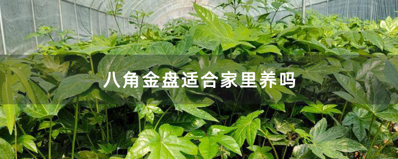 八角金盤適合家里養(yǎng)嗎
