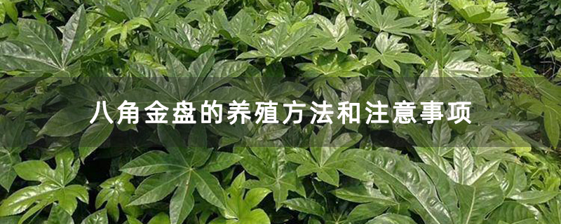 八角金盤的養(yǎng)殖方法和注意事項(xiàng)