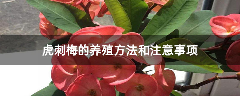 虎刺梅的養(yǎng)殖方法和注意事項(xiàng)