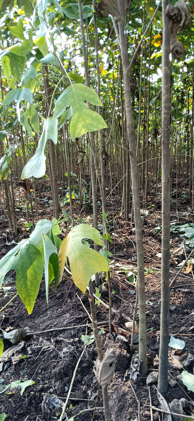 馬褂木價(jià)格 市場(chǎng)最新馬褂木價(jià)格行情