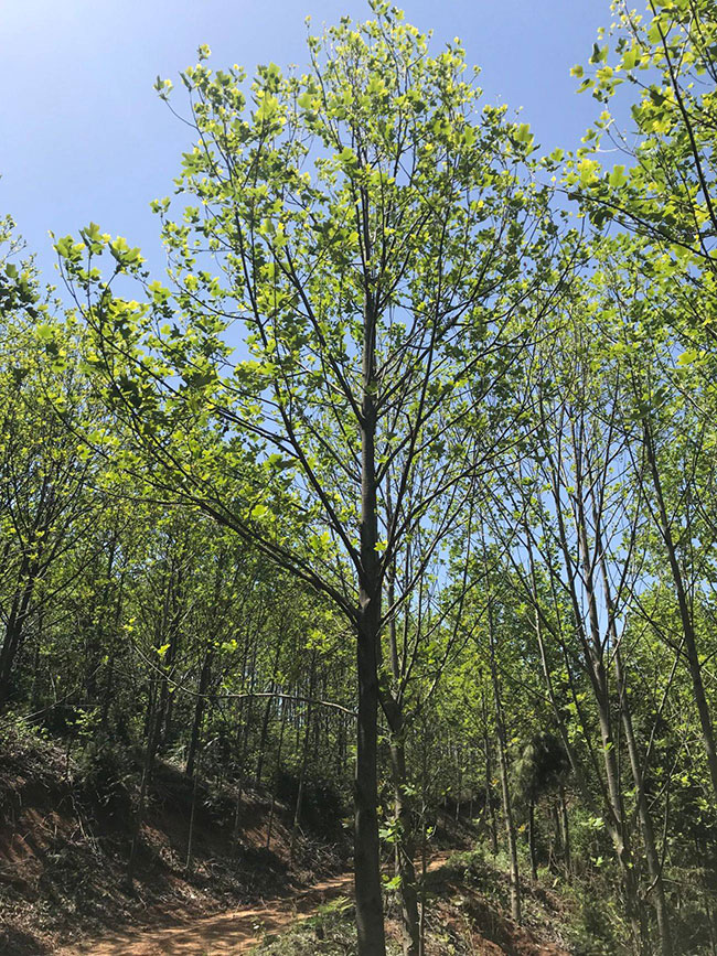 馬褂木價(jià)格 市場(chǎng)最新馬褂木價(jià)格行情