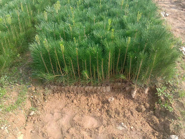 黑松苗多少錢一棵?2020年黑松苗價(jià)格最新行情預(yù)測(cè)