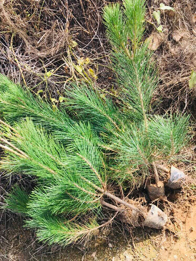 黑松苗多少錢一棵?2020年黑松苗價(jià)格最新行情預(yù)測(cè)