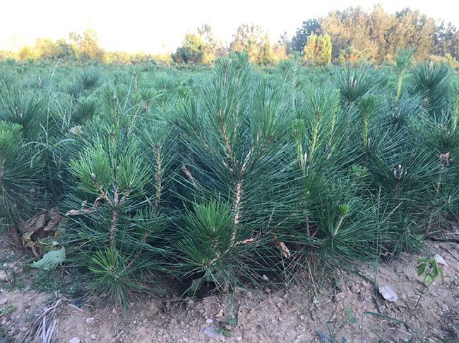 黑松苗多少錢一棵?2020年黑松苗價(jià)格最新行情預(yù)測(cè)