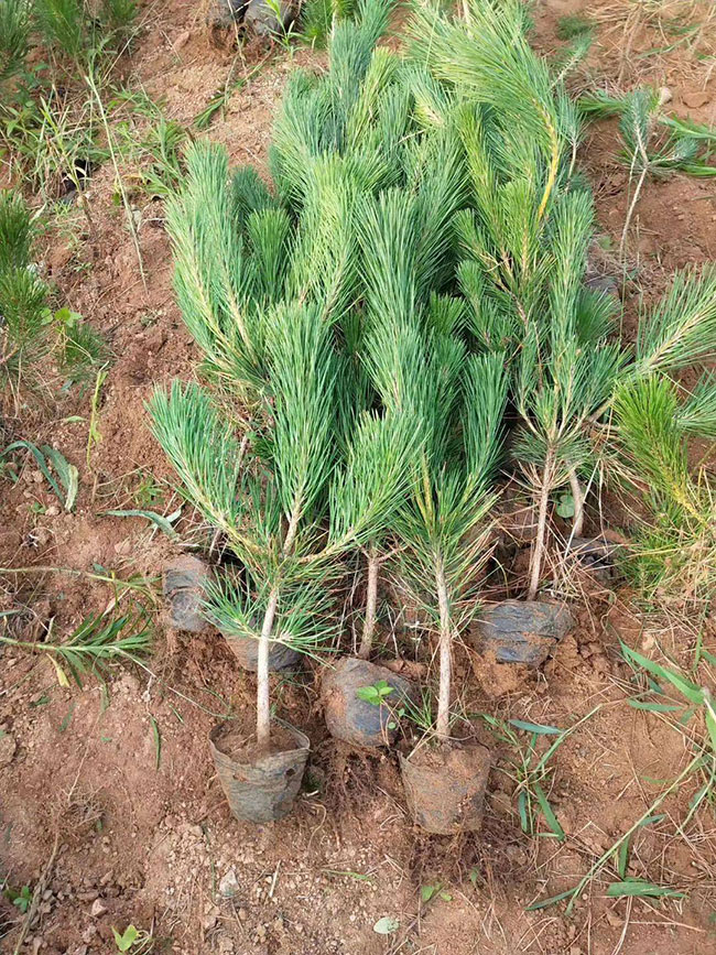 黑松苗多少錢一棵?2020年黑松苗價(jià)格最新行情預(yù)測(cè)