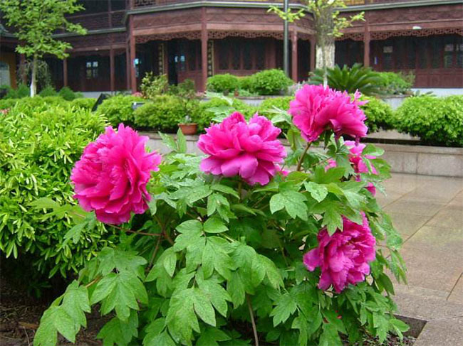 牡丹幾月種植?牡丹種子種植技術(shù)