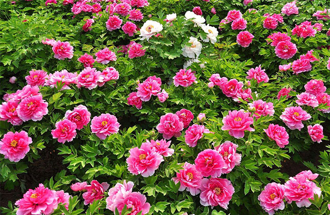 牡丹幾月種植?牡丹種子種植技術(shù)