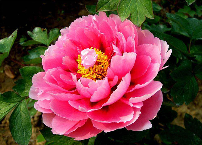 牡丹幾月種植?牡丹種子種植技術(shù)