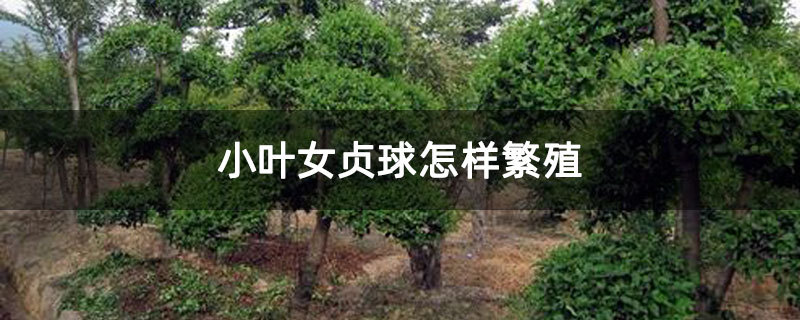 小葉女貞球怎樣繁殖