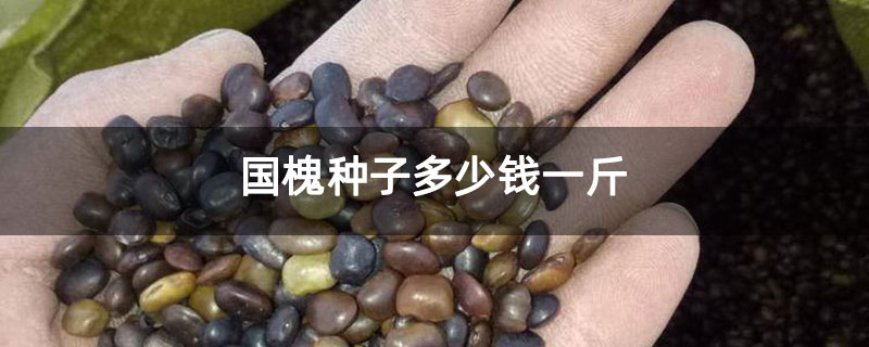 國(guó)槐種子多少錢(qián)一斤
