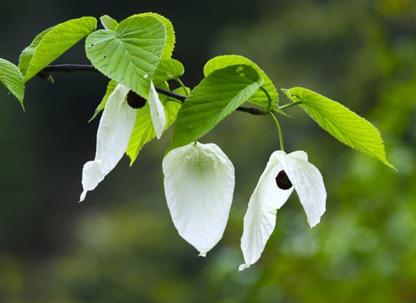 珙桐樹(shù)開(kāi)花