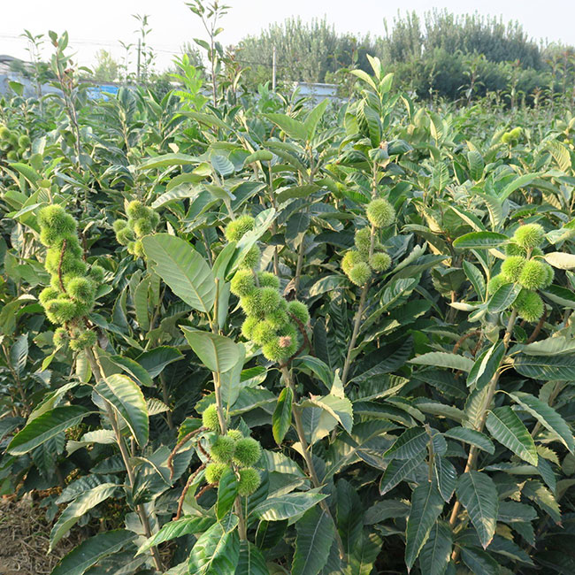 板栗苗多少錢(qián)一棵?板栗苗哪個(gè)品種最好?