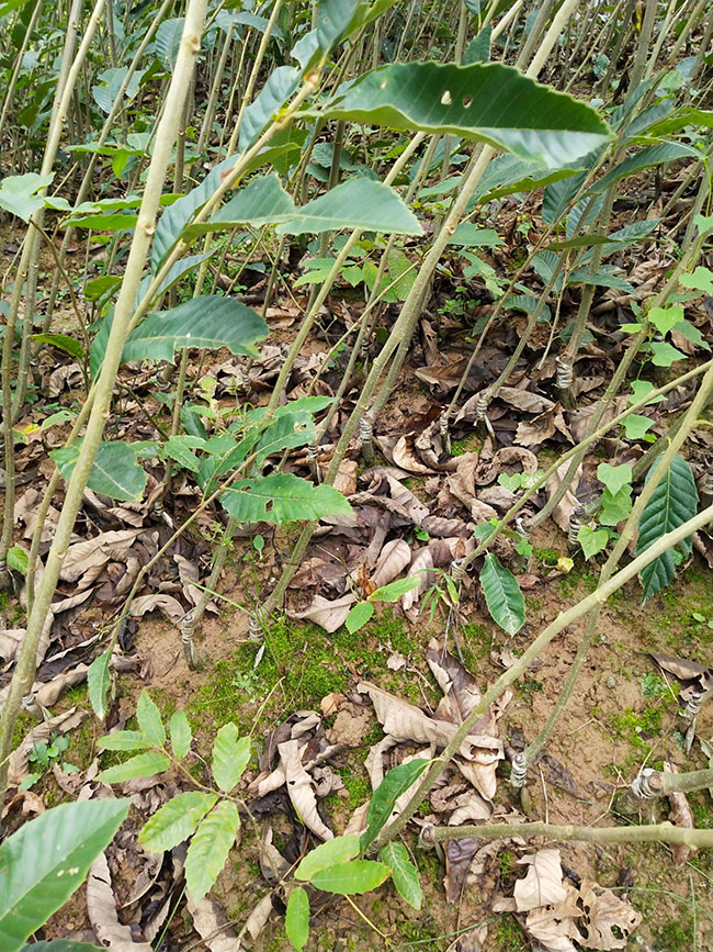 板栗苗多少錢一棵?板栗苗哪個品種最好?