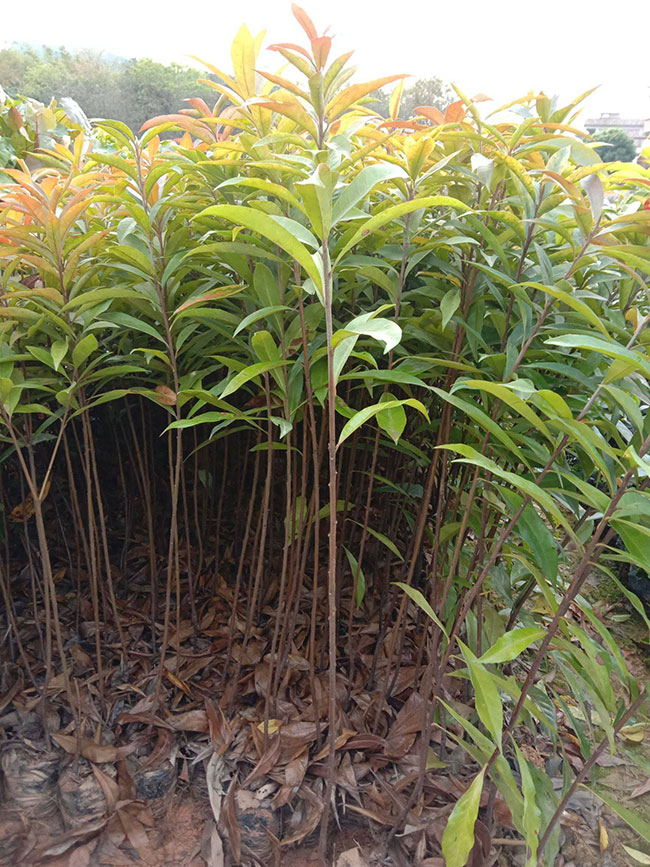 一年生木荷小苗價(jià)格多少，