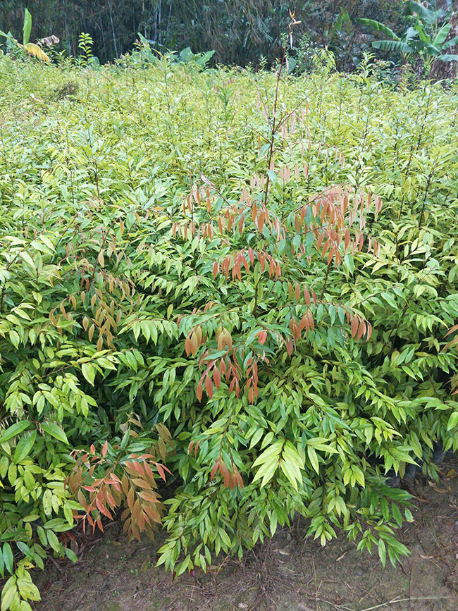 一年生木荷小苗價(jià)格多少，