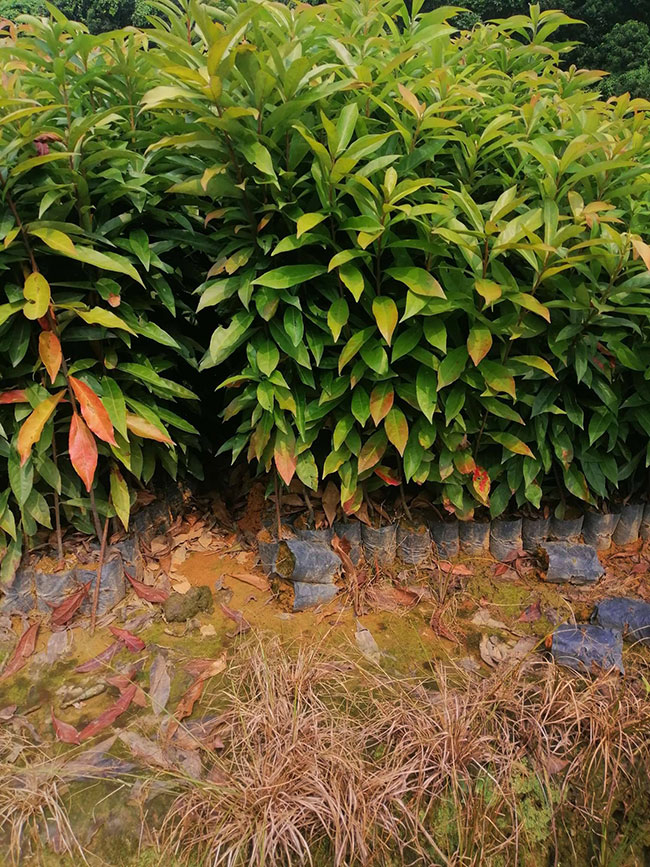 一年生木荷小苗價(jià)格多少，