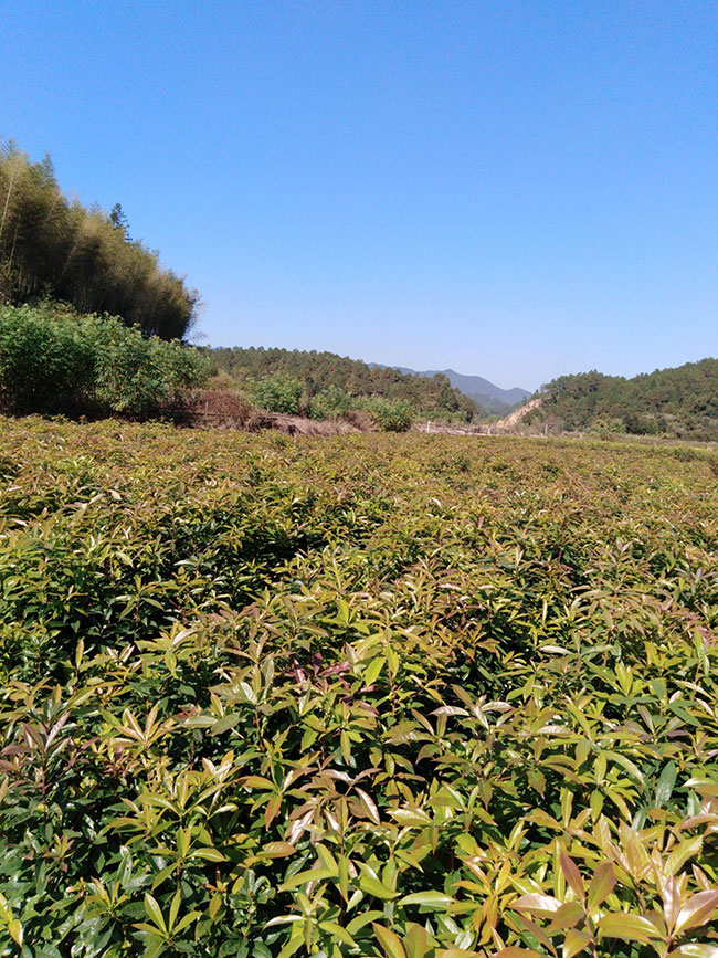 一年生木荷小苗價(jià)格多少，