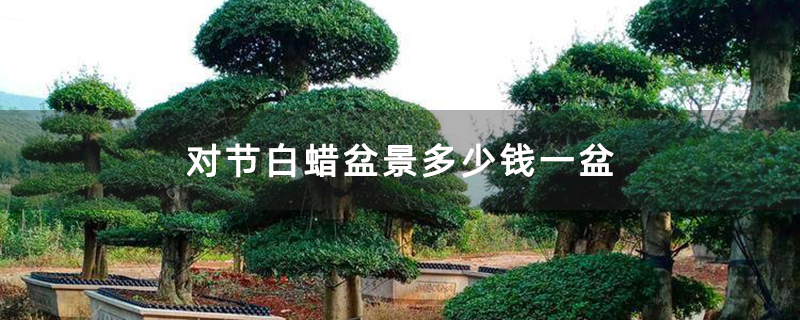 對節(jié)白蠟盆景多少錢一盆