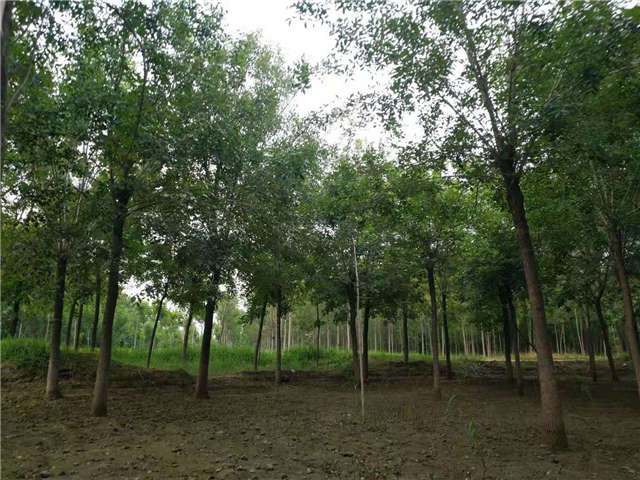 沭陽長景園林白蠟種植基地實拍圖片