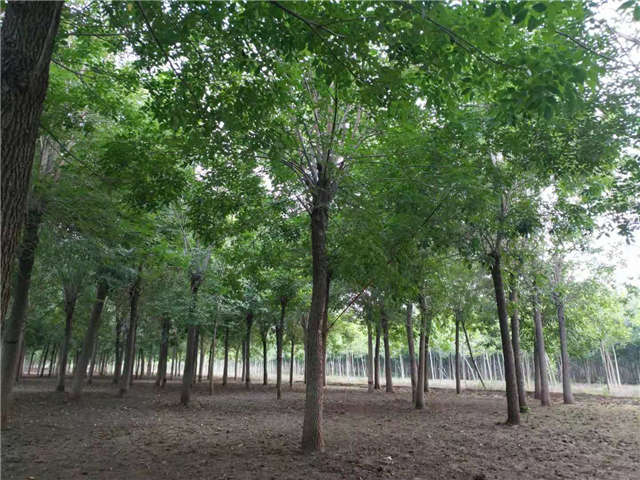 沭陽長景園林白蠟種植基地實拍圖片