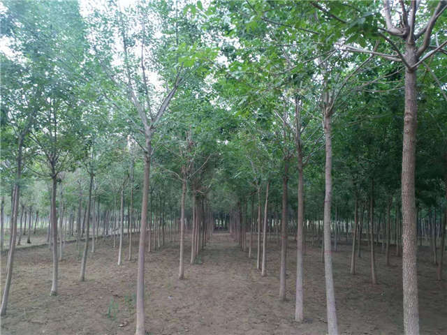 沭陽長景園林白蠟種植基地實拍圖片