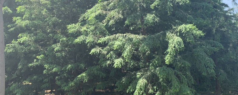 4公分東方杉價(jià)格多少錢一棵