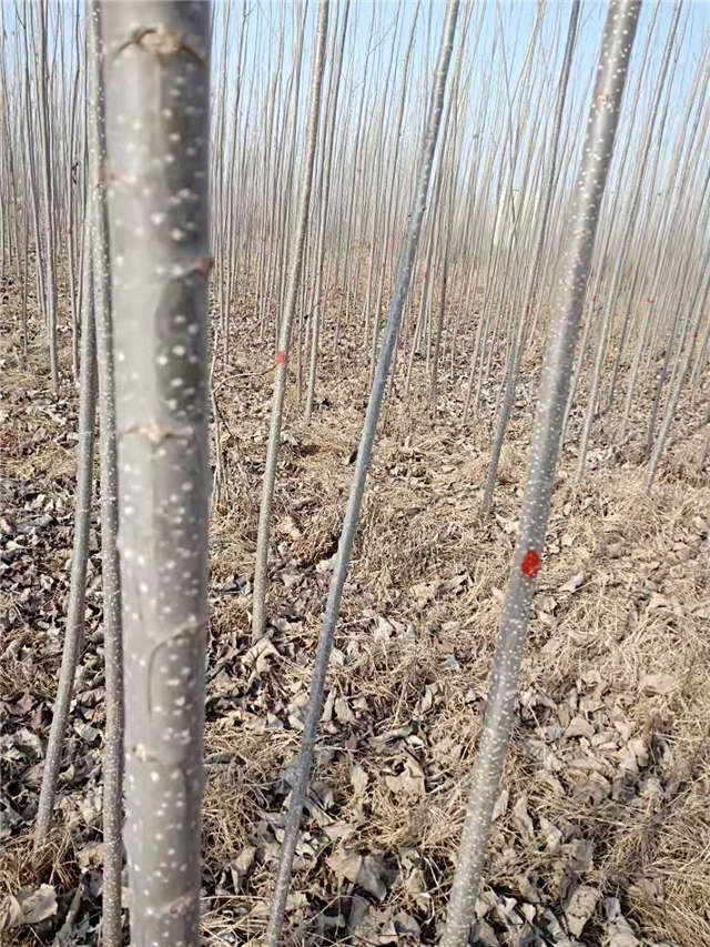 速生楊種植基地實(shí)拍