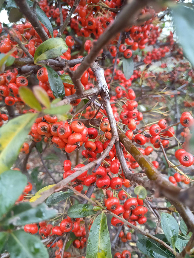 火棘多少錢一棵?2020年火棘價格最新行情預(yù)測