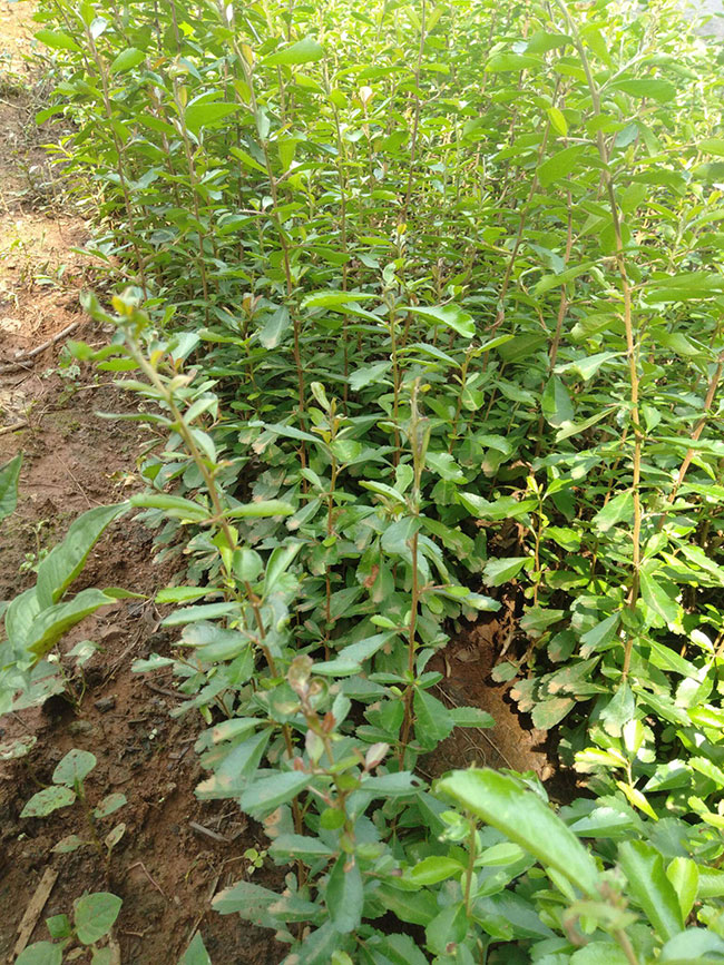 火棘多少錢一棵?2020年火棘價格最新行情預(yù)測