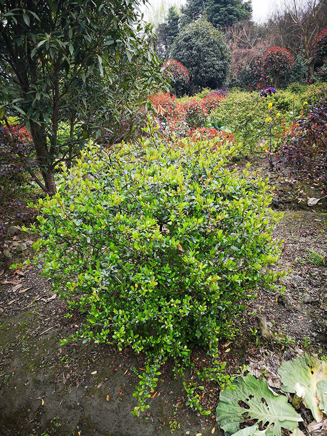 火棘多少錢一棵?2020年火棘價格最新行情預(yù)測