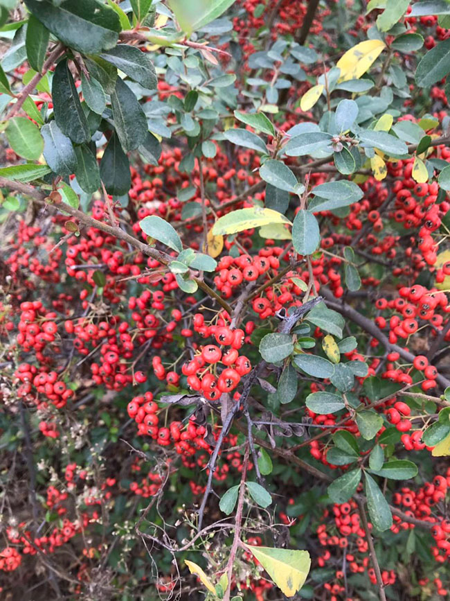 火棘多少錢一棵?2020年火棘價格最新行情預(yù)測